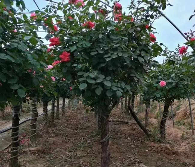 月季冬季怎么修剪，冬季月季花种植方法