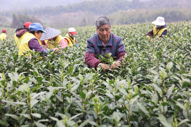 【清之初白茶品牌】白茶种植助力乡村振兴