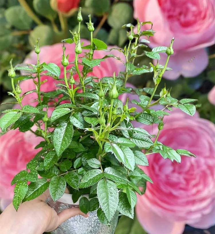 盆栽月季种植注意事有哪些，月季花怎么科学施肥