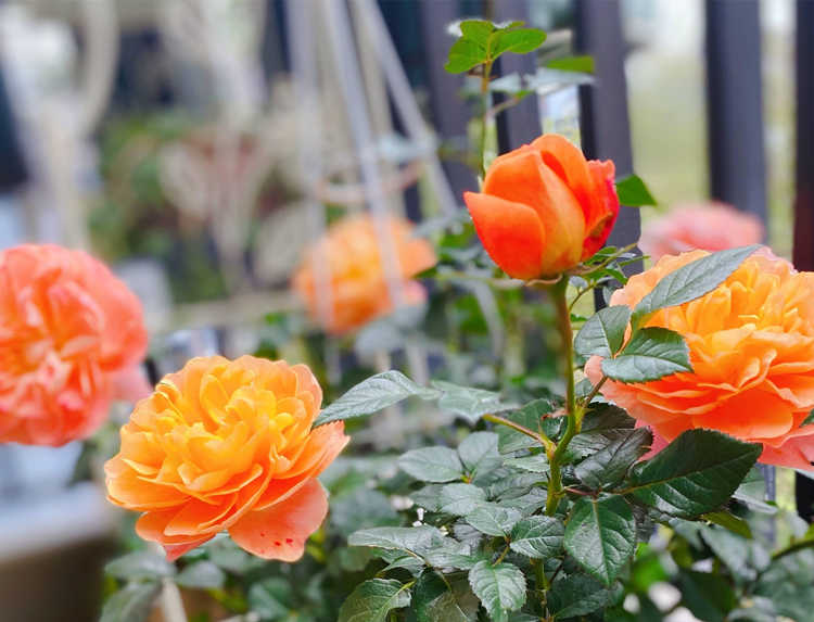 月季花缺少肥料的表现，家庭月季需要施肥方法