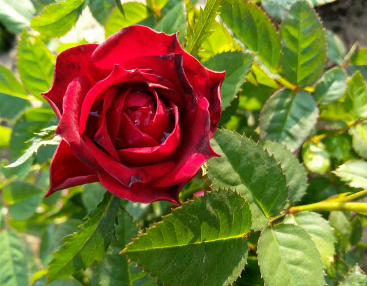 月季怎么扦插，月季花一年四季扦插技巧分享