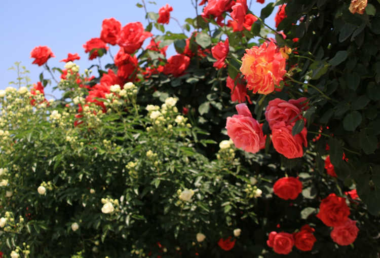 冬季月季花防冻秘籍，月季花冬天怎么防止冻伤