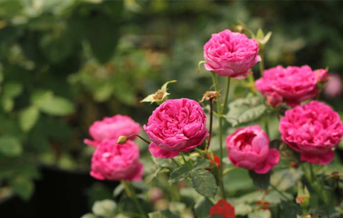 月季冬季怎么养护，家里月季冬天休眠后的养护方法