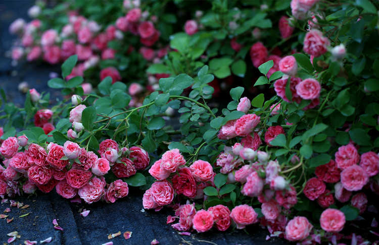 月季爆盆后怎么换盆种植，月季花换盆注意事项