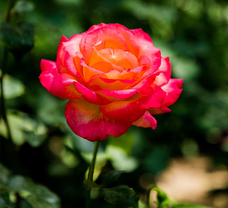 藤本月季修剪指南，藤本月季花冬天怎样修剪