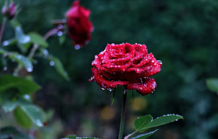每年秋冬季节月季花养护方法，十一月养护月季开新花