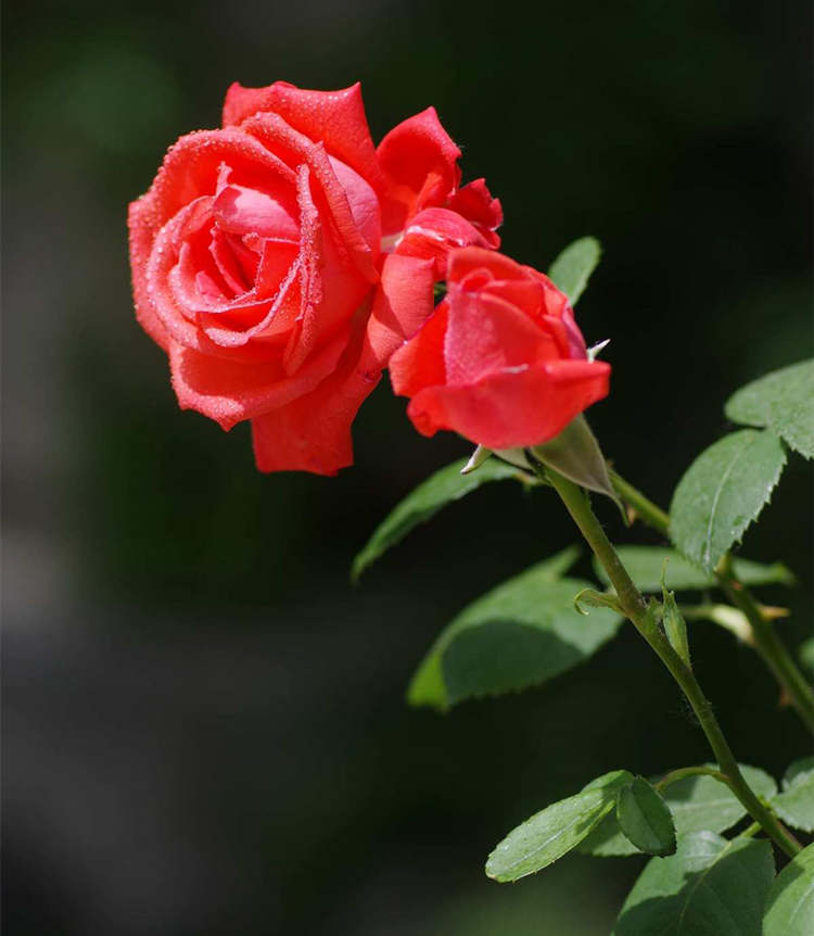 月季养护指南，月季遇到连续降雨怎么办