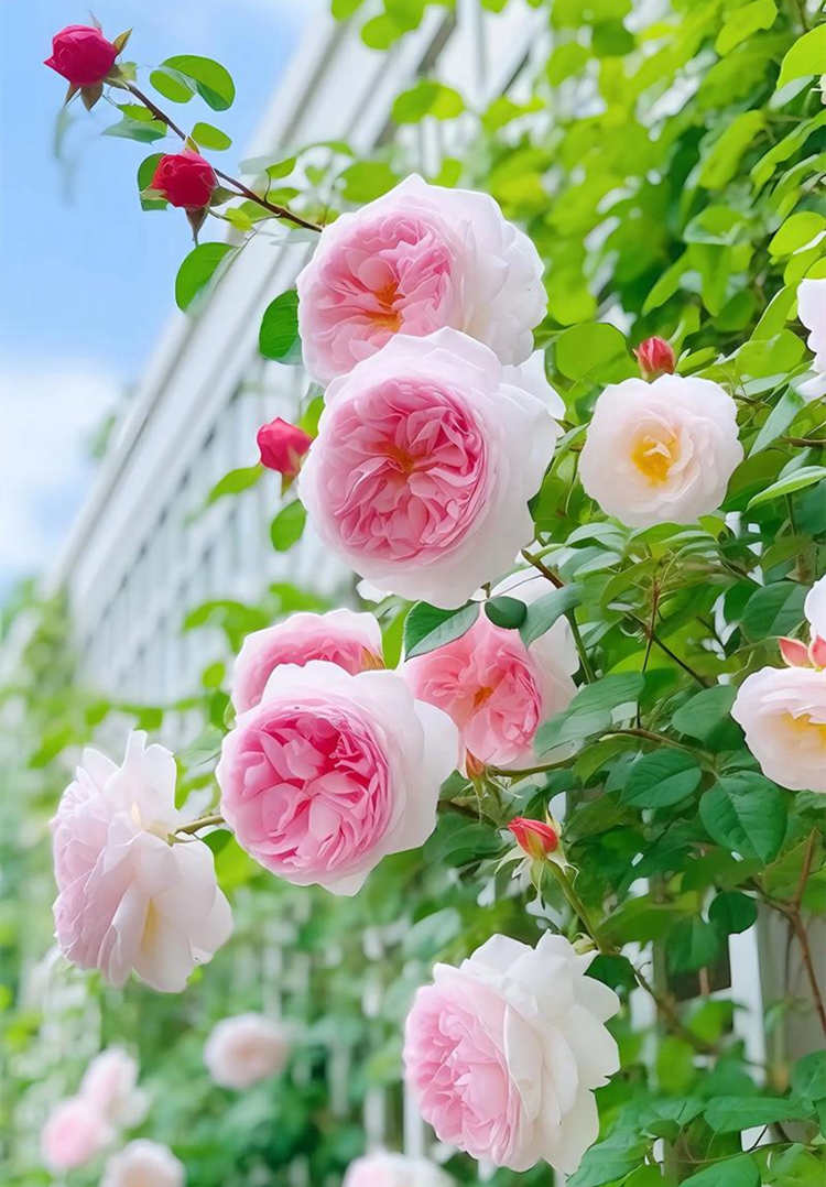 藤本月季花和树状月季花简介区别都有哪些特点