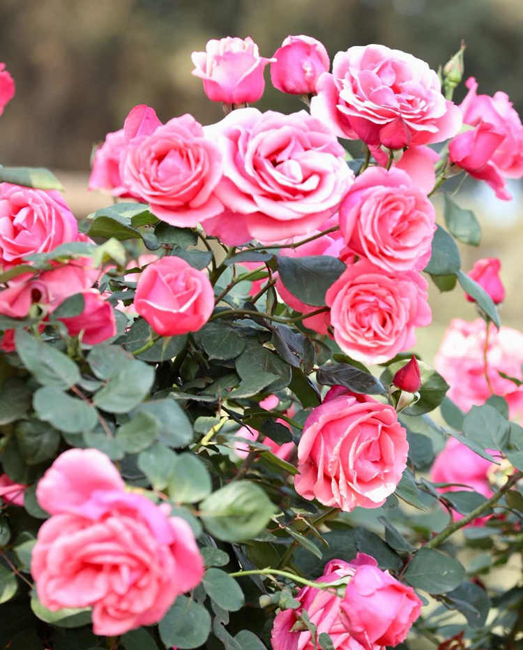 微型月季简介，微型月季的管理养护及品种介绍