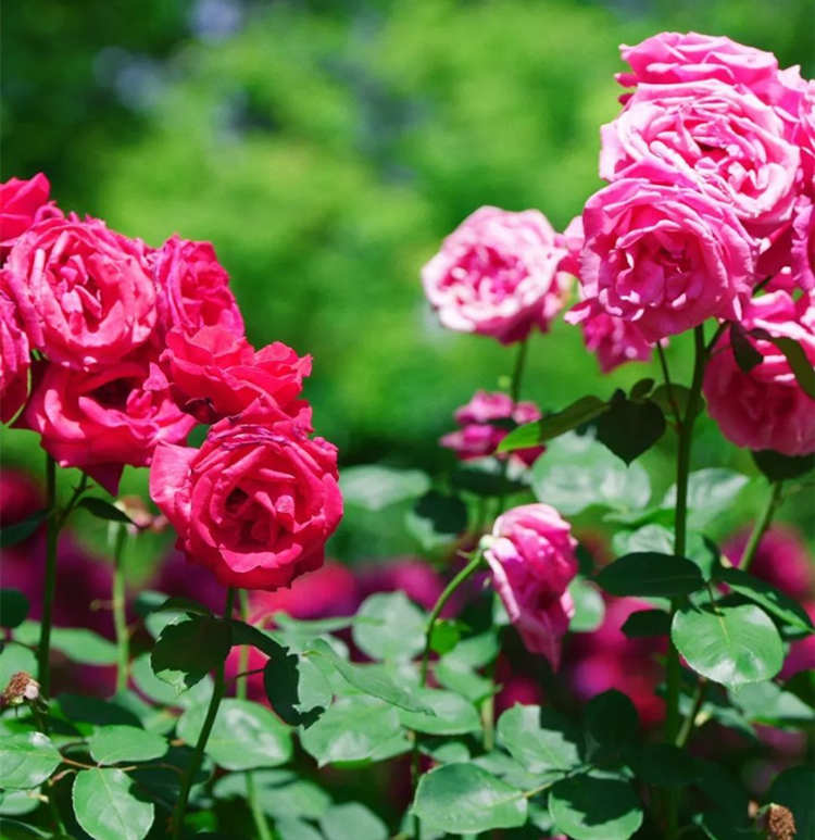 冬季月季养护指南，冬季月季花叶子都快掉光了应该怎么办