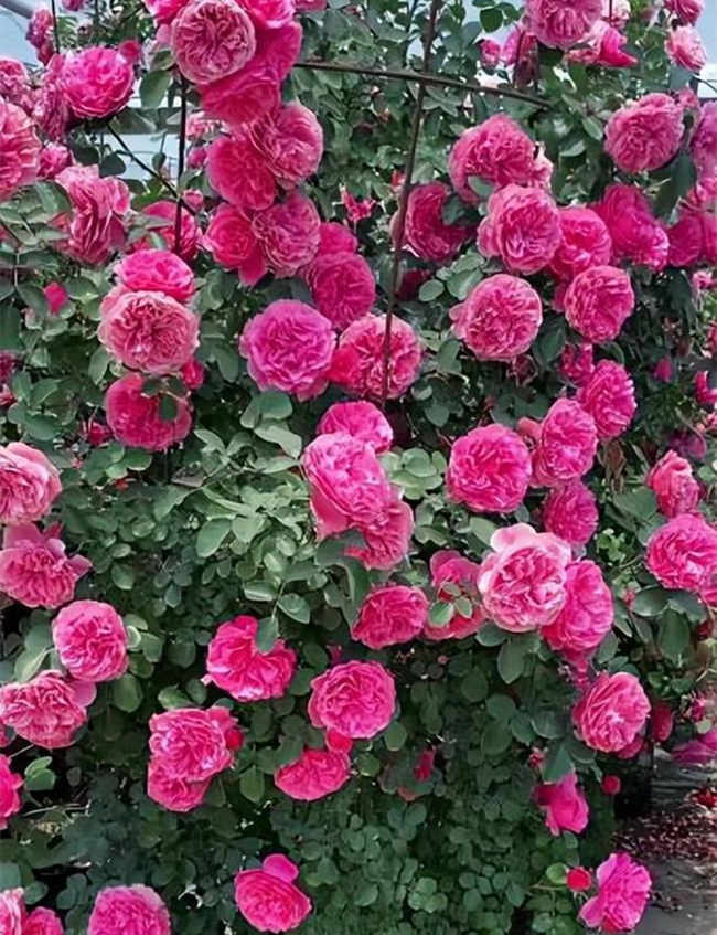 月季花苞多怎么处理，常见月季养殖方法