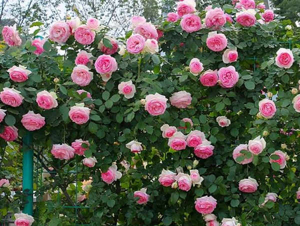 月季病后恢复全攻略：修剪、促芽与施肥三部曲