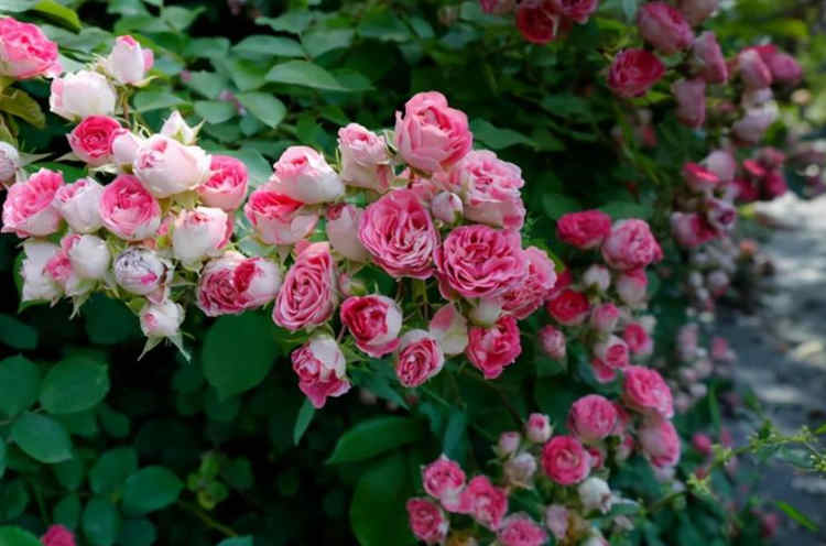 嫁接月季技巧，用什么做砧木嫁接月季树成活率更高？