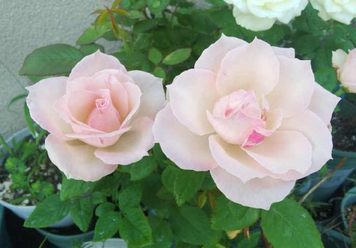 冬日月季花修剪方法指南：为春日盛放蓄力