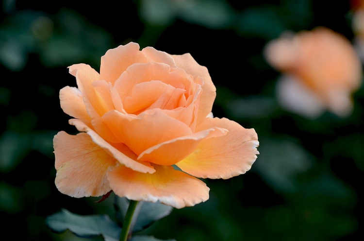 月季叶片发黄脱落是什么原因，月季花叶片发黄怎么施肥