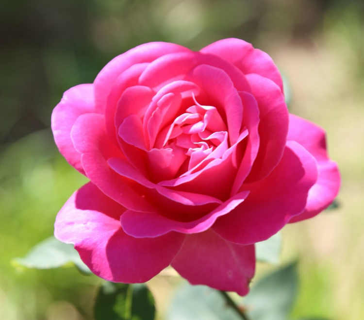 月季花白粉病怎么防治，月季白粉病处理方法