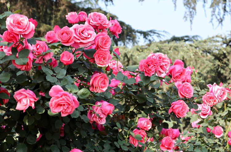 树状月季更新秘籍：脚芽与隐芽的智慧利用与保护