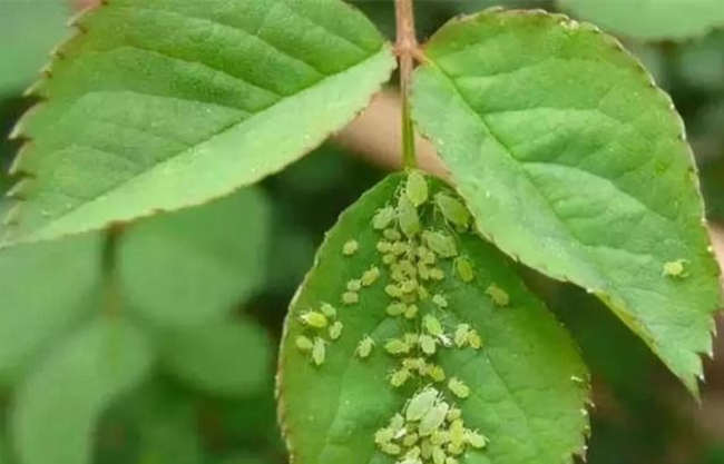 常见月季花病虫害有哪些，月季养护防范病虫方法
