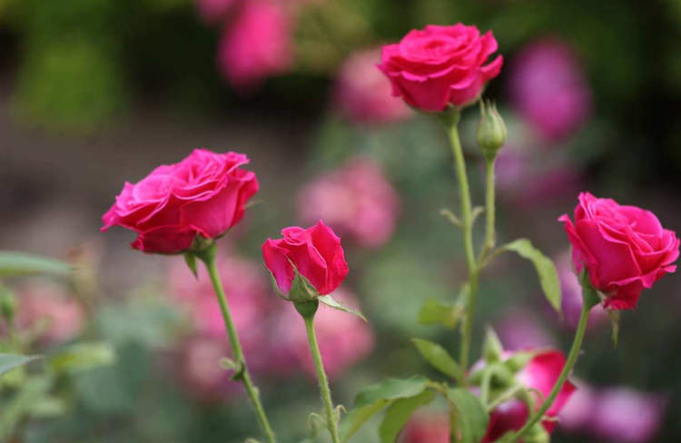 藤本月季冬季养护方法，藤本月季怎么安全过冬