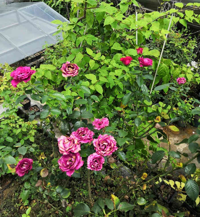 月季花春季秋季修剪方法和注意事项