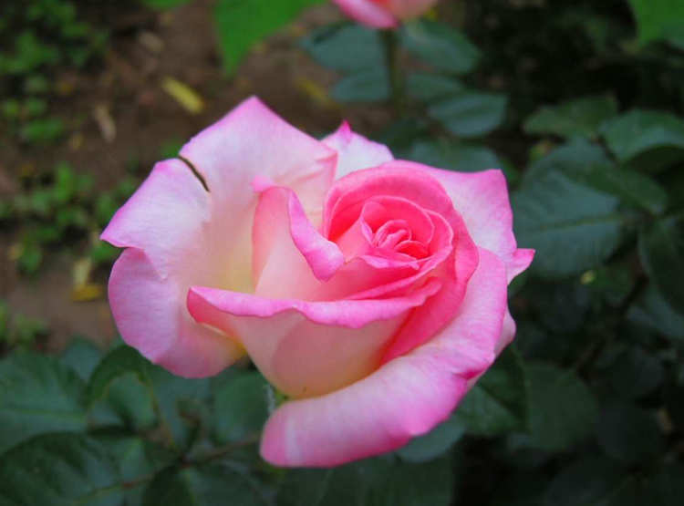 藤本月季的全面养护指南，藤本月季的种植方法与养护办法