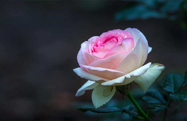 月季开花少或者不开花什么原因，怎么解决月季不开花