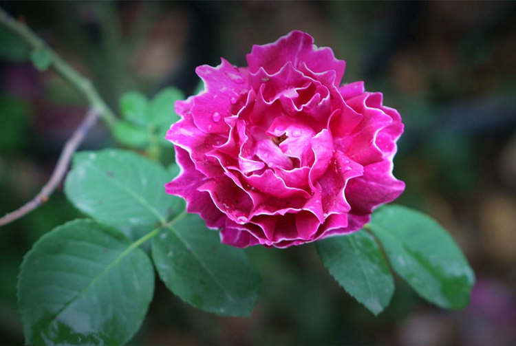 茶叶水浇月季花可以吗？月季怎么浇水好