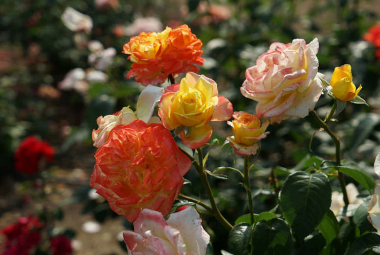 藤本月季幼苗种植技巧，藤本月季小苗怎么修剪？