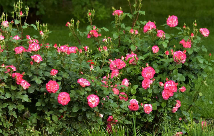 月季花怎么养殖四季开花，月季花种植技巧