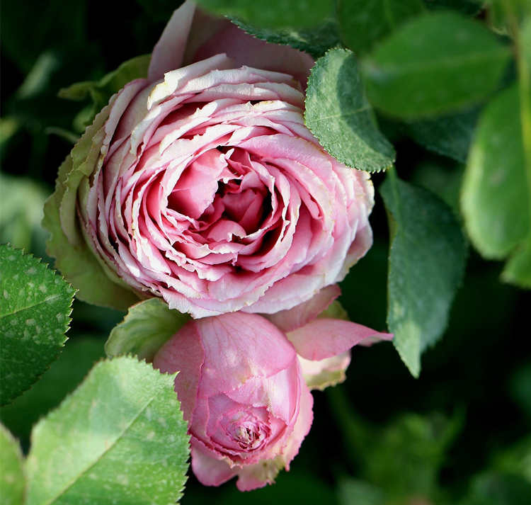 月季花锈病的症状及防治方法