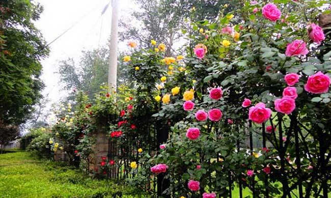 藤本月季如何养护？藤本月季的盆器选择与养护指南