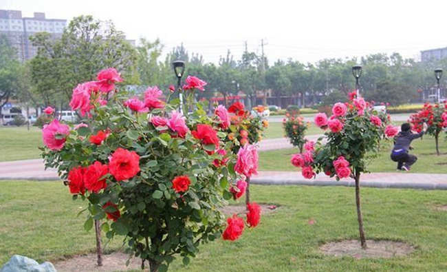 常规树状月季花的盆栽种植方法有哪些？树状月季养殖技巧