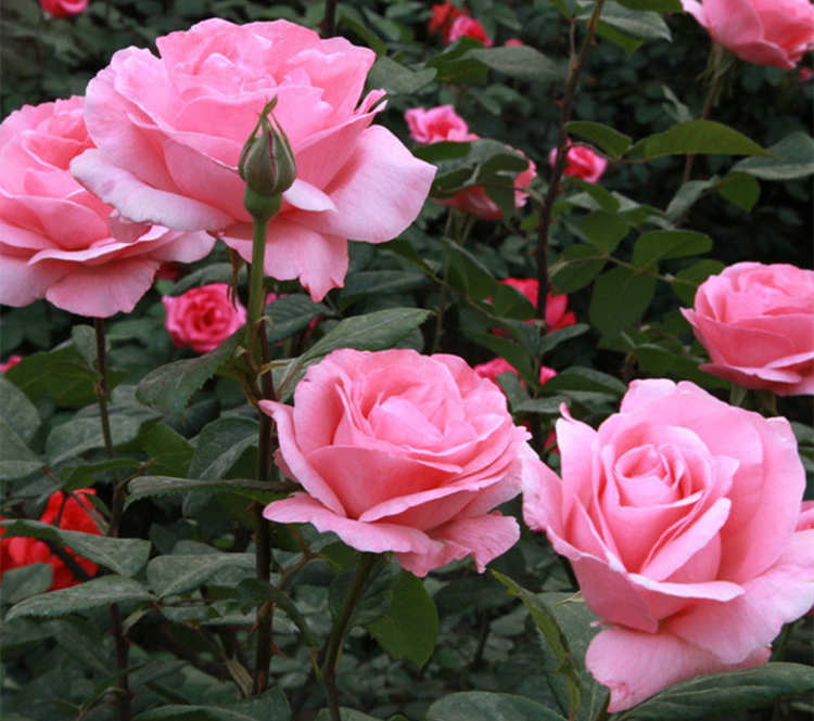 丰花月季的精致养护秘诀，绽放绚烂之美，丰花月季养护方法