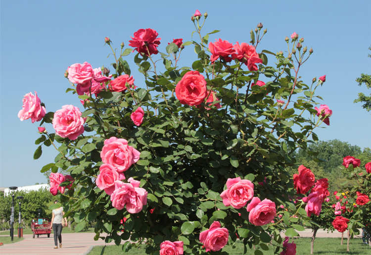 月季修剪的艺术：塑造繁茂与绚烂的秘诀，月季整枝的修剪方法