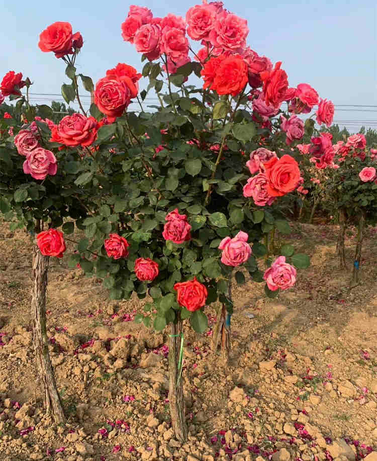 冬季月季怎么管理技术，月季花冬天养殖方法注意事项