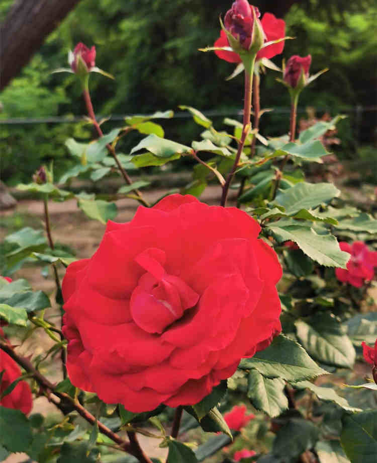 月季花的特点有哪些，月季花的种植方法及注意事项