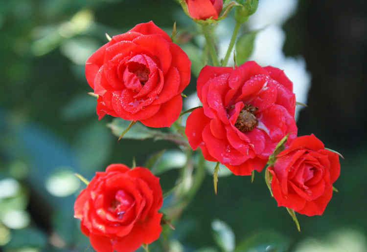 月季花的养殖方法，月季花怎么养殖才能爆盆？