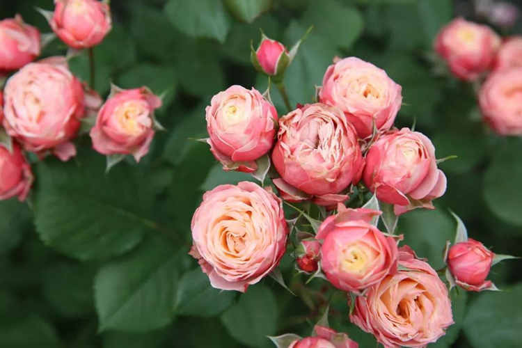 月季花喜欢什么样的土壤，月季适宜什么样的土壤环境？