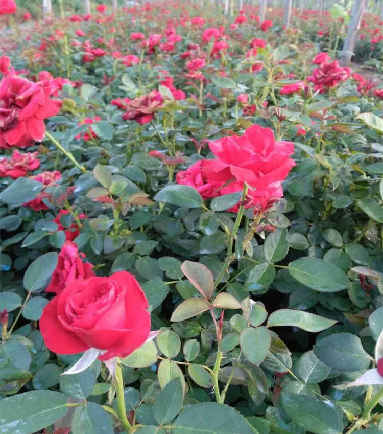 月季嫁接能活多少年？月季花的功效与作用