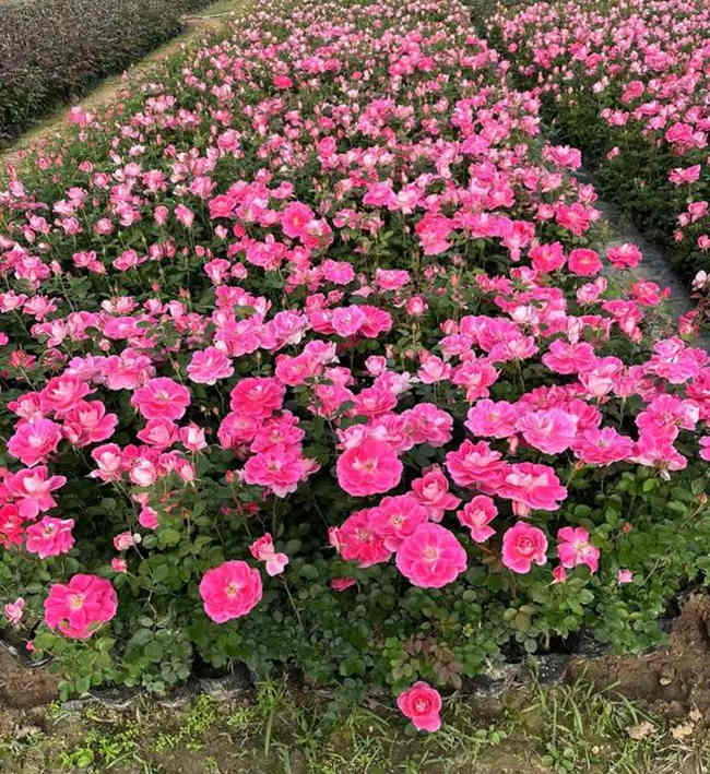 春季4-5月份月季花扦插方法，月季春天怎么扦插