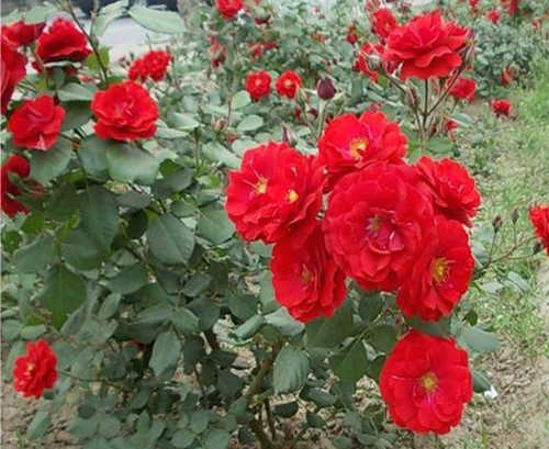 月季花枝干变黑杆？月季长虫怎么办