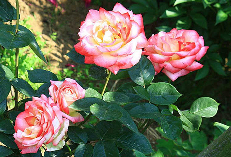 冬季几月份对月季花进行修剪，月季修剪时间表