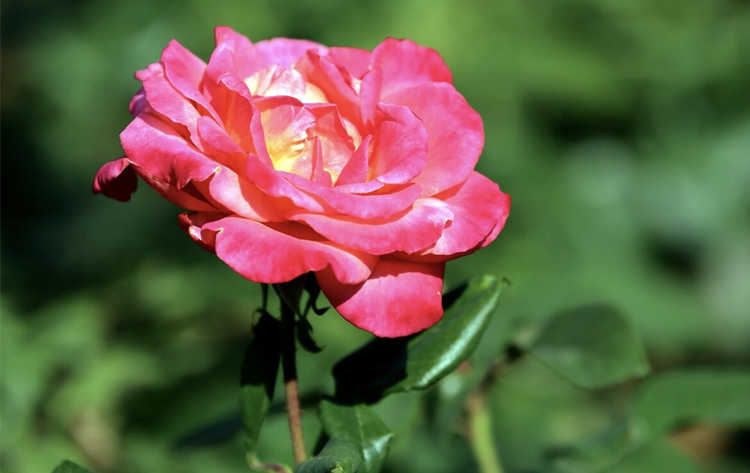 月季施肥过量引发的叶黄烧根怎么办，月季施肥过多症状