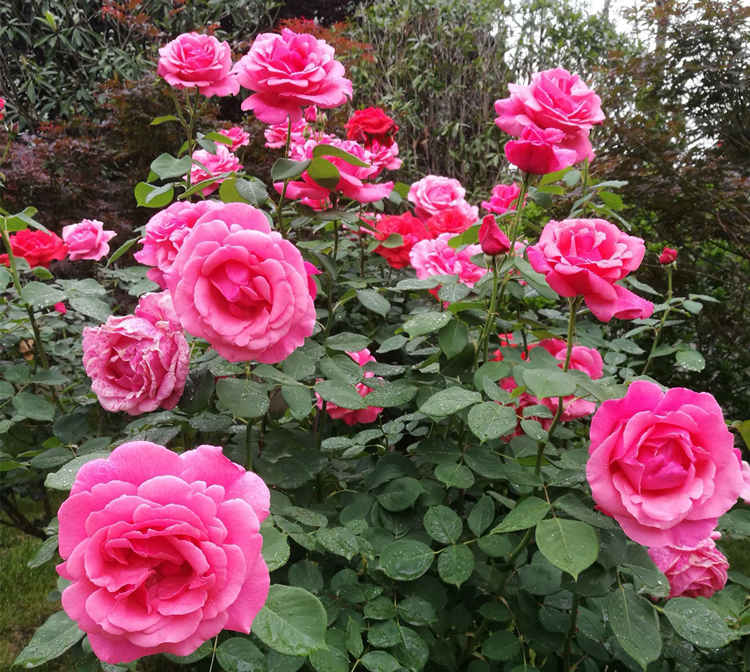 3-4月月季温室养护关键期:霜霉病与红蜘蛛防治策略