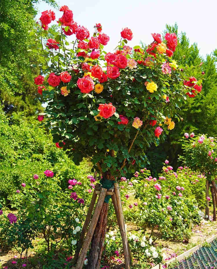 怎样养好盆栽月季花？家里盆栽月季花种植方法