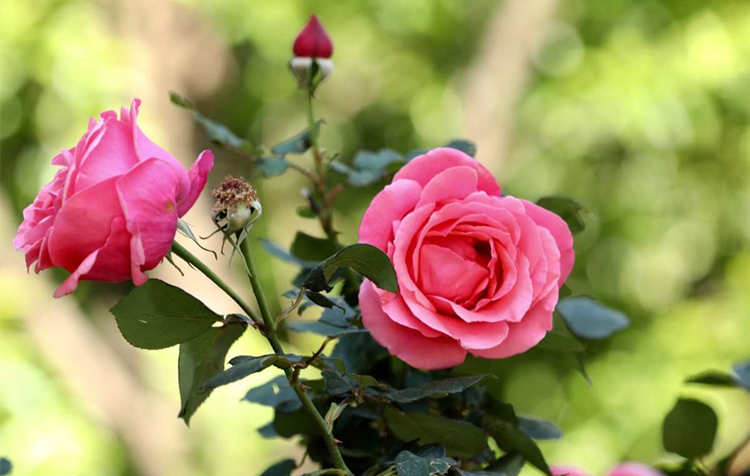 月季扦插繁殖指南：打造理想生根环境，月季剪个枝条插到土里能生根吗