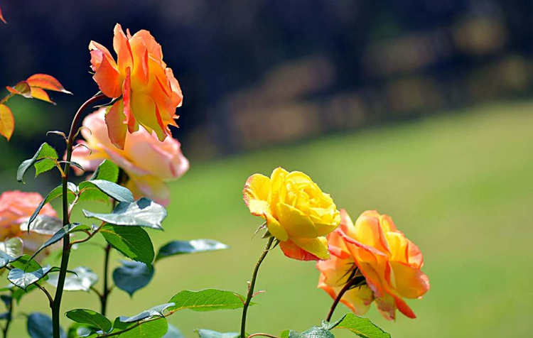 月季养护：月季修剪有什么好处，月月红修剪方法