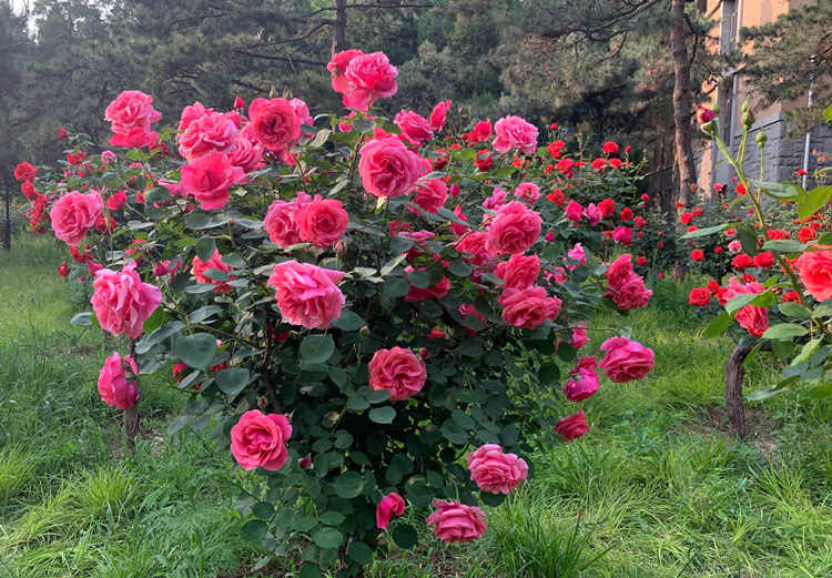 大花月季怎么种植，秋季冬季栽种大花月季合适吗？