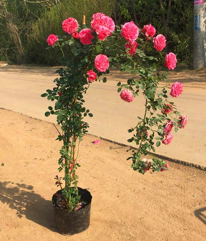 大花月季：种植与养护，香水月季怎么养殖