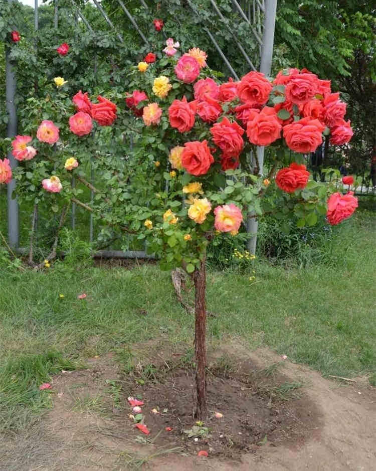 月季的最佳移栽与精细管理，月季花的种植时间和管理要点